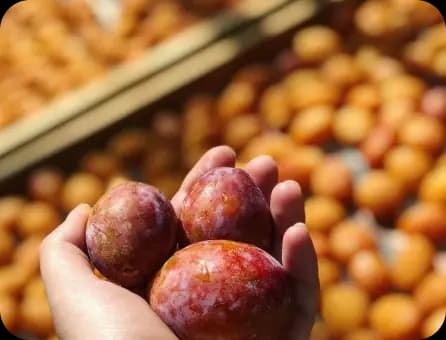 Рука со свежесобранными сливами на фоне ящиков, сохнущих на солнце